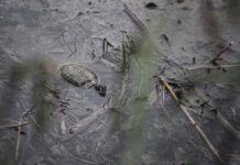 Tartaruga laghetto del Parco Comunale di Termoli