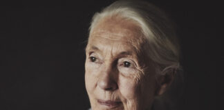 Commemorazione di Jane Goodall a Roma il 25 novembre: un evento per onorare la sua eredità La dottoressa Jane Goodall, fondatrice del Jane Goodall Institute