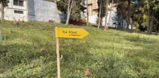 Termoli, il Comitato Più Alberi ripristina 30 alberi nel parco comunale