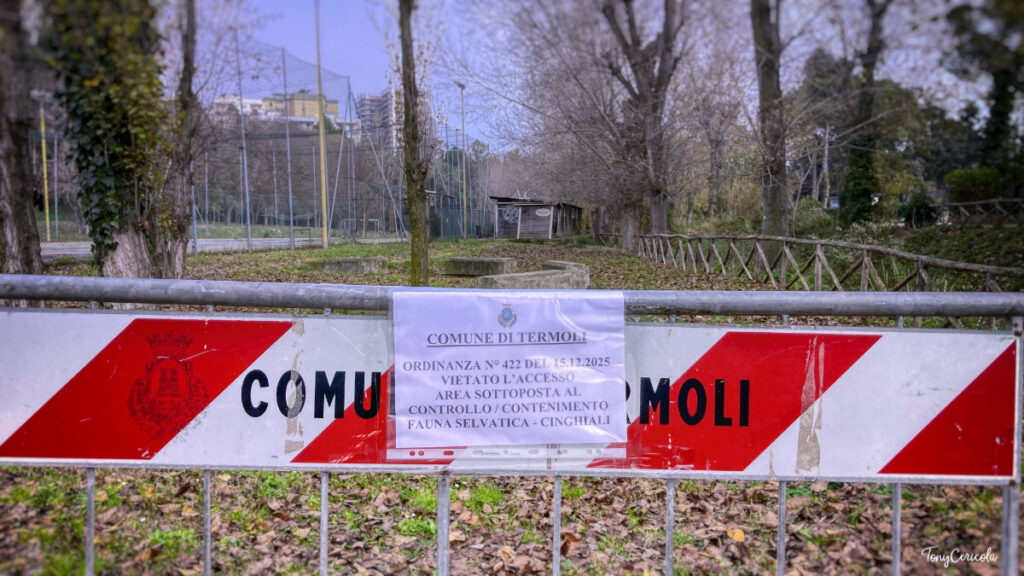 Emergenza-Cinghiali-Parco-Comunale-Termoli