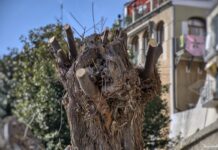 Comitato Più Alberi: “Basta con la pratica della capitozzatura!”