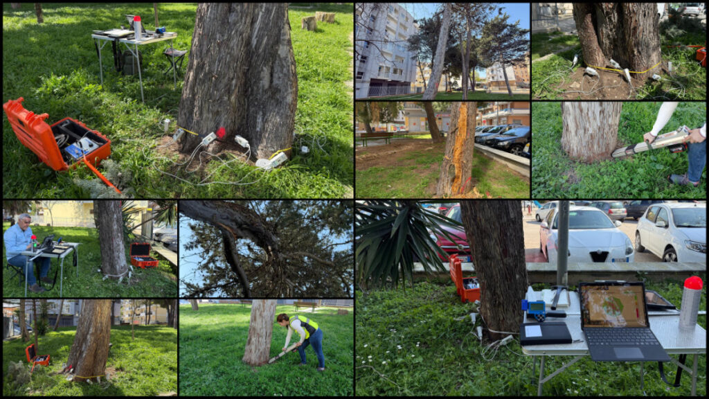 Termoli, i rilievi con il tomografo sonico e il dendrodensimetro, strumenti in grado di fornire una diagnosi approfondita dello stato interno del legno senza arrecare danni agli alberi.