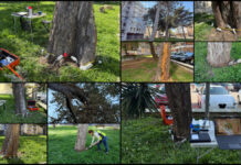 Termoli, alberi malati in via Polonia e via Inghilterra: Comune avvia verifiche con tomografo sonico Termoli, i rilievi con il tomografo sonico e il dendrodensimetro, strumenti in grado di fornire una diagnosi approfondita dello stato interno del legno senza arrecare danni agli alberi.