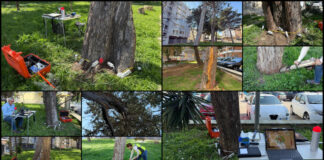 Termoli, i rilievi con il tomografo sonico e il dendrodensimetro, strumenti in grado di fornire una diagnosi approfondita dello stato interno del legno senza arrecare danni agli alberi.