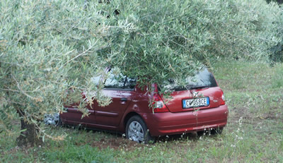 L'auto nell'oliveto