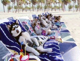 I cani in spiaggia