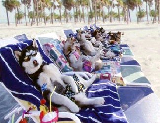 Spiaggia Per Cani A Termoli Sarà A Rio Vivo Lha Deciso La