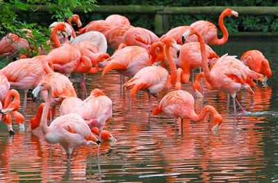 Flamingos, fenicotteri rosa tipici di Bonaire (Foto C.L.Smoke)