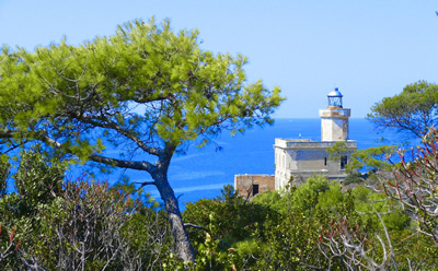 San Domino, pineta intorno al faro (foto C.L.Smoke)